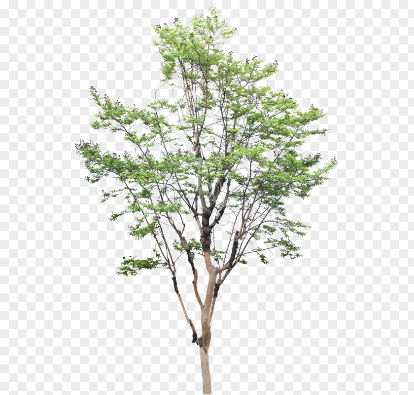 Vz White Poplar Tree Populus Nigra Drawing PNG