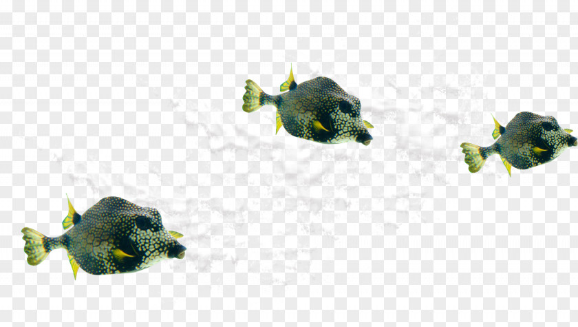 Aquarium Fish Clip Art PNG