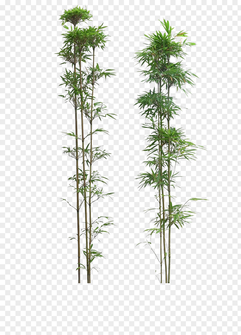 Bamboo PNG clipart PNG