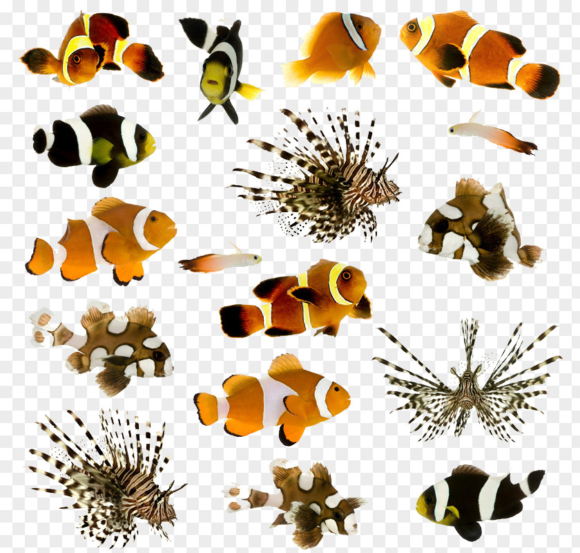 Butterfly Fish Clownfish Animal Pet Tropical PNG