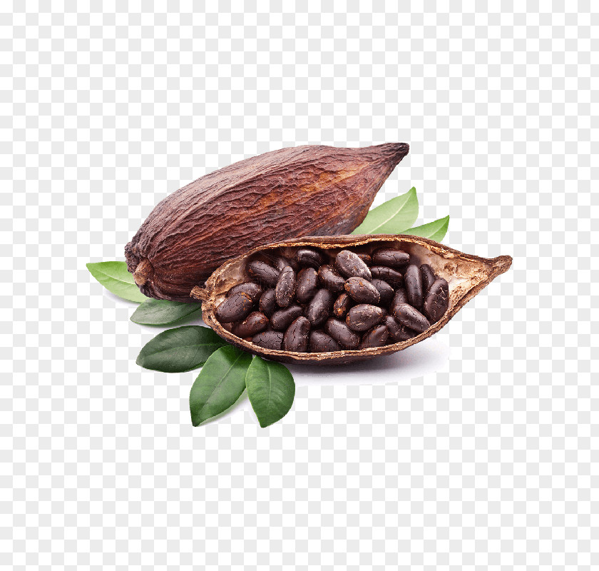 Cocoa Beans Criollo Bean Solids Chocolate Liquor PNG