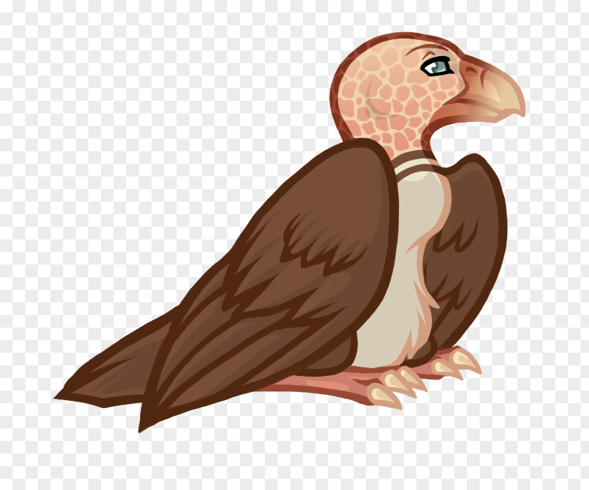 Eagle Vulture Beak Bird PNG