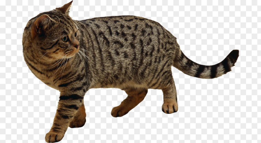 Fraidy Cat Dragon Li American Bobtail California Spangled Tabby Shorthair PNG