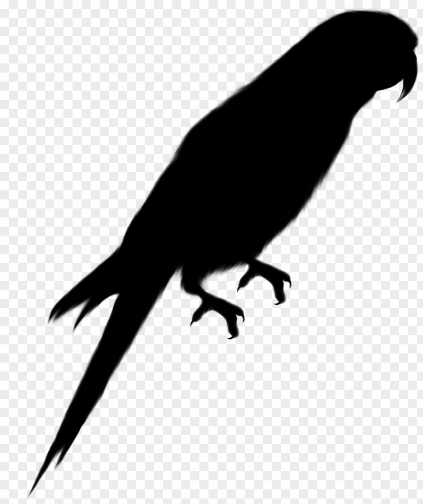 Parrot Silhouette Macaw Vector Graphics PNG