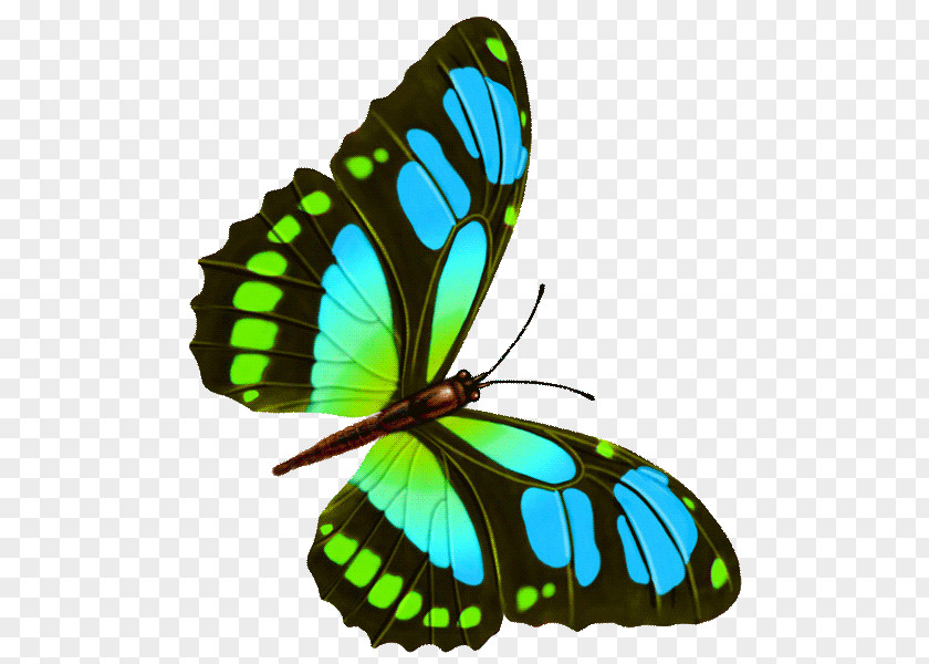 Cartoon Butterfly Drawing PNG