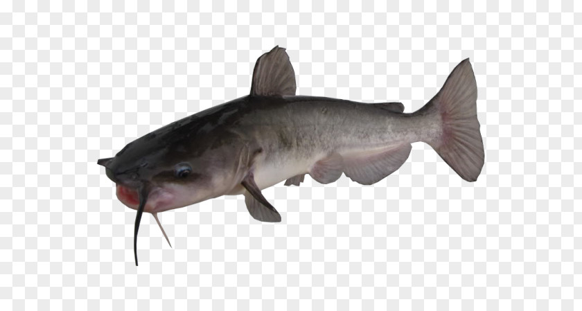 Channel Catfish Yellow Bullhead Brown White PNG