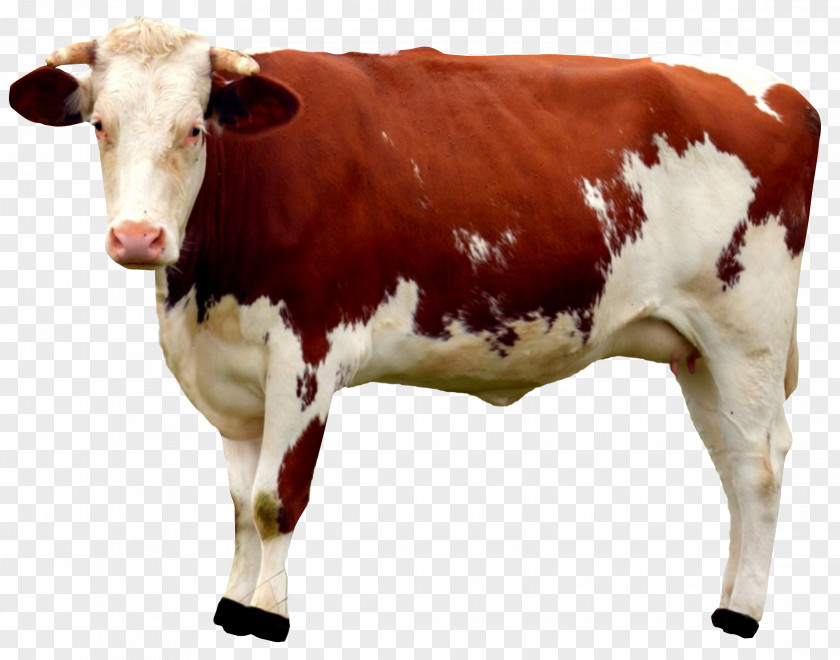 Cow Cattle Milk Calf PNG