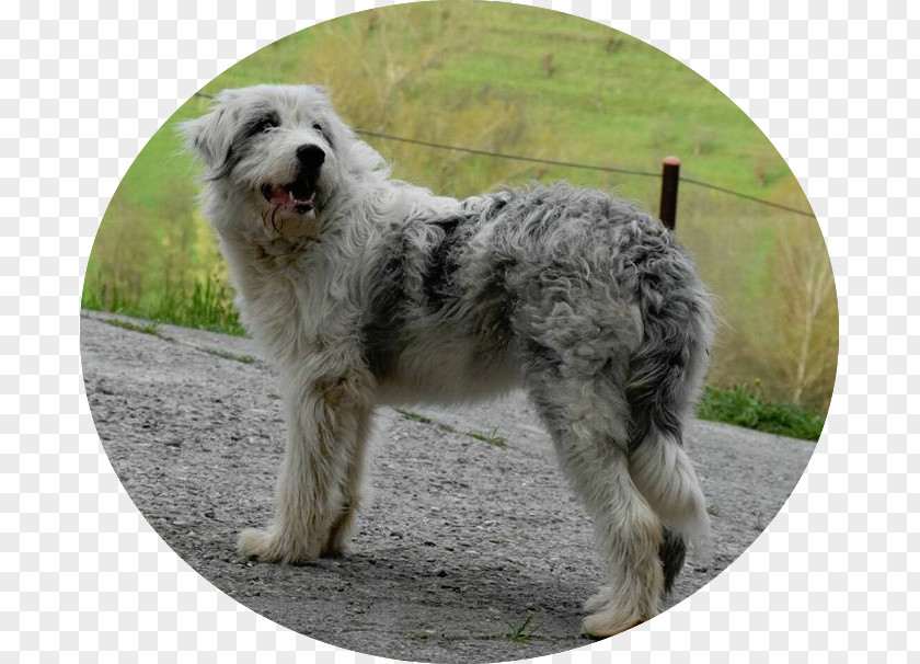 Peanuts Where Beagles Dare Sapsali Old English Sheepdog Romanian Mioritic Shepherd Dog Carpathian Polish Lowland PNG