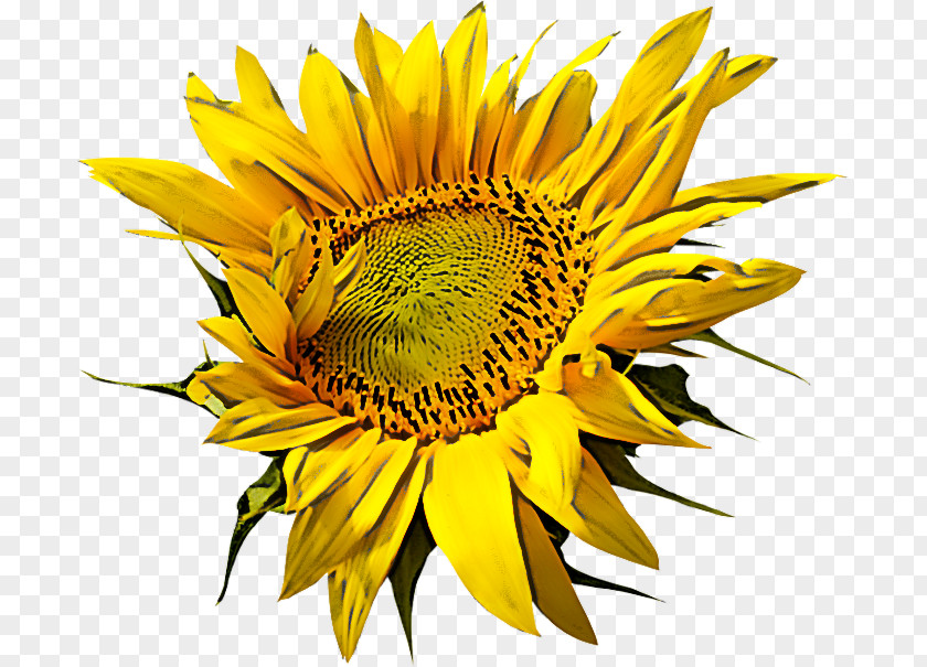 Sunflower PNG