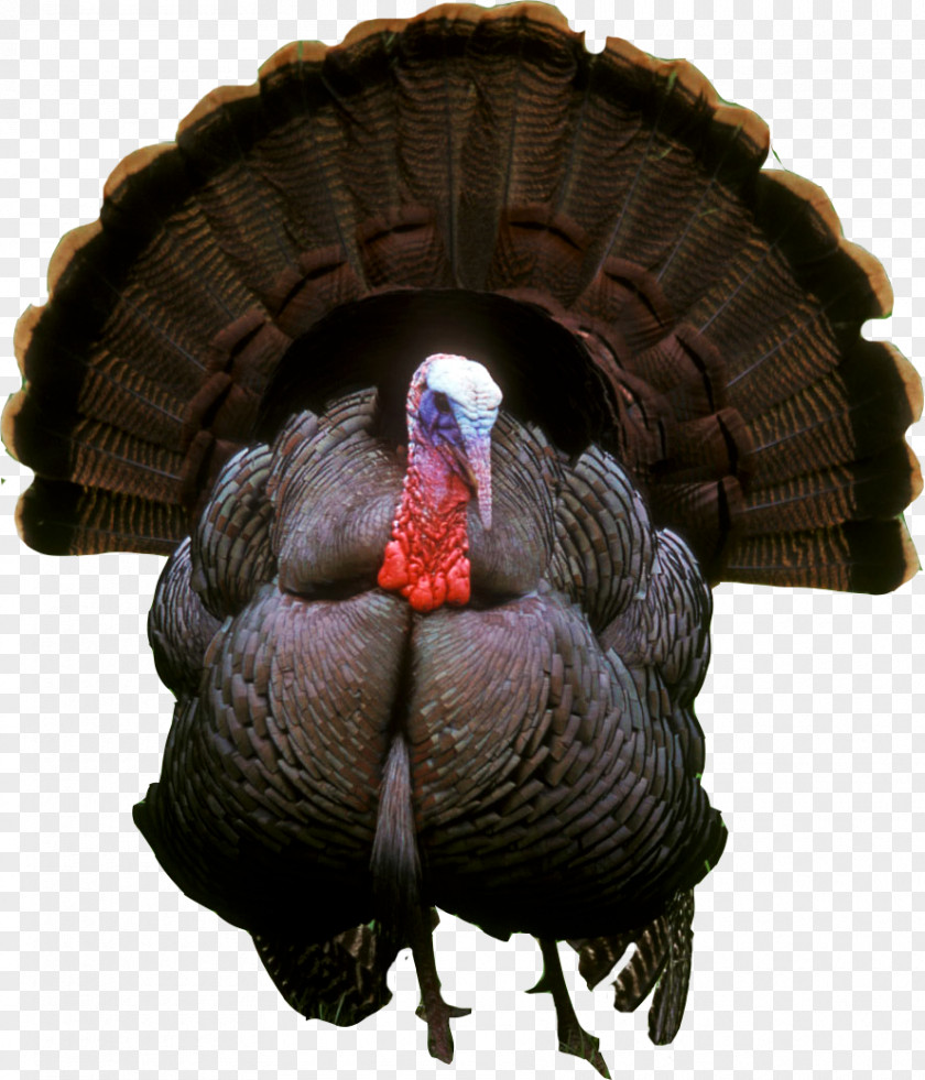 Turkish Bird Turkey Hunting Ocellated United States National Wild Federation PNG