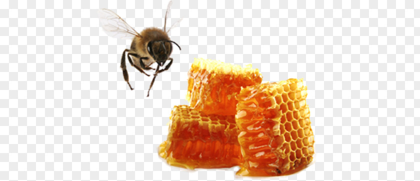 Bee Western Honey Apis Cerana Beeswax PNG