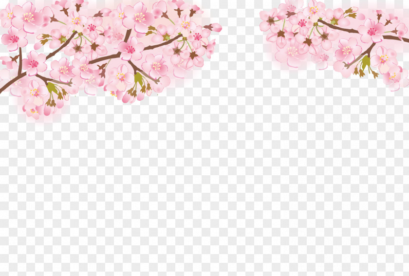 Cherry Blossom Frame. PNG