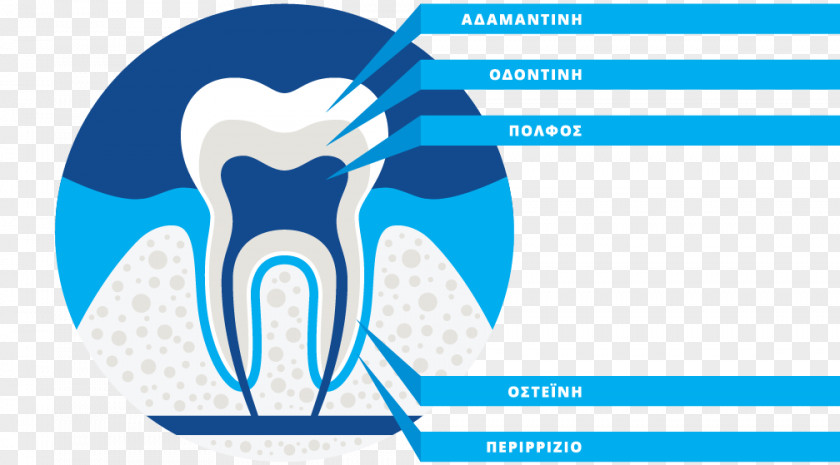 DentistPatras Anatomy Brand DentistryStereoscopic Of Teeth SARRIS ELEFTHERIOS PNG