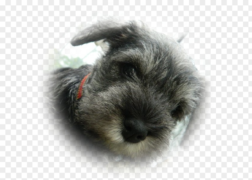 Puppy Miniature Schnauzer Schnoodle Standard Companion Dog PNG