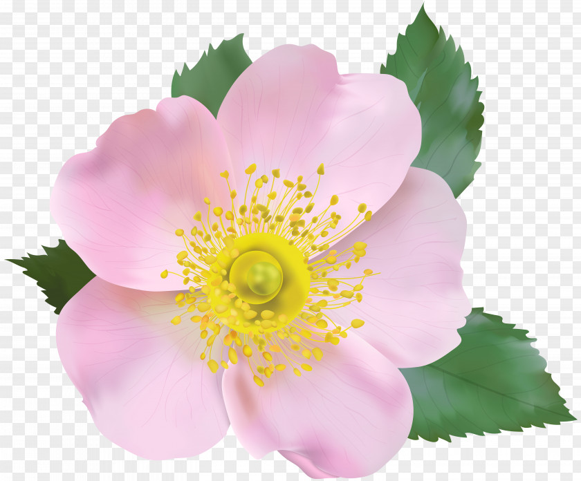 Rose Blossom Transparent Clip Art Image File Formats Lossless Compression PNG