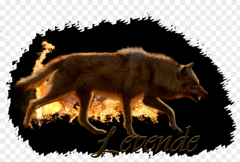 Dog Red Fox Coyote Jackal Alaskan Tundra Wolf PNG
