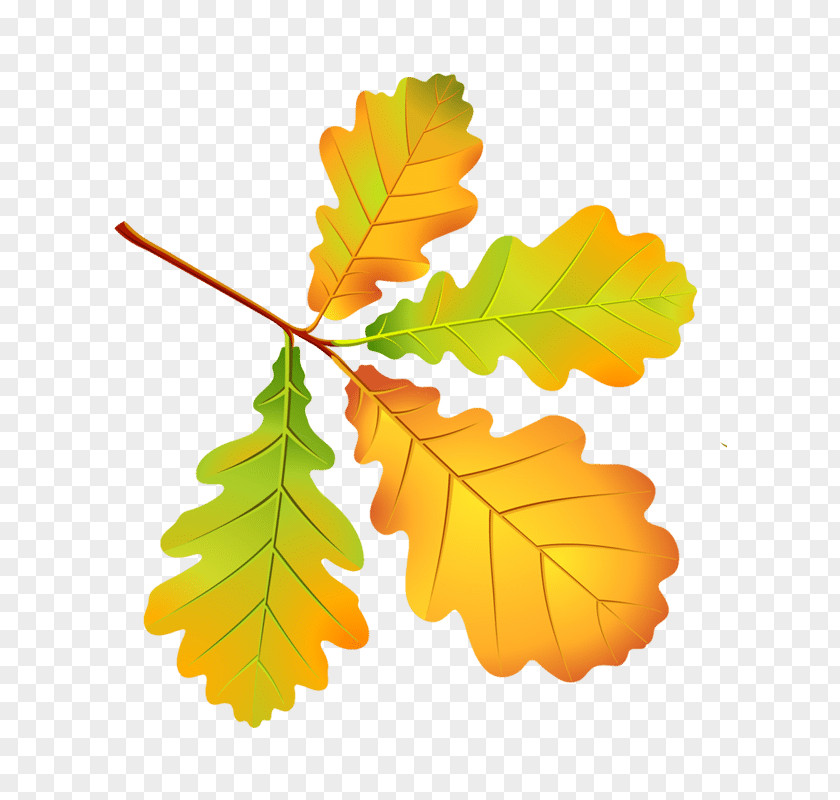 Leaf Autumn Color Leaves PNG
