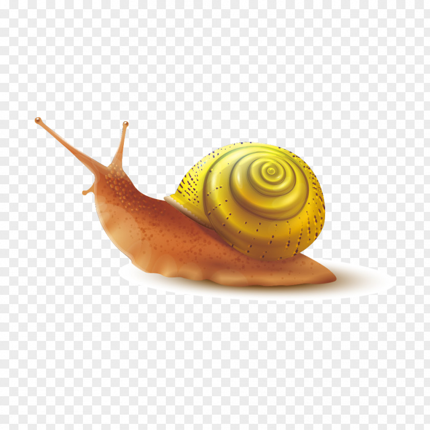 Golden Snail Shell Back Slime Gastropod PNG