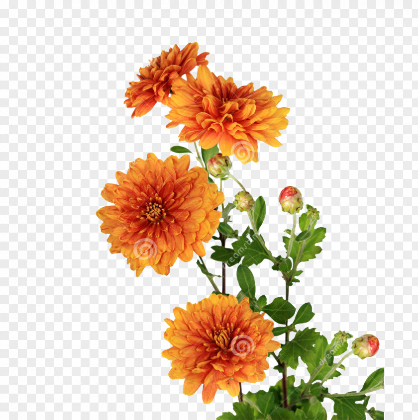 Lofty Chrysanthemum Flower Bouquet Clip Art Floral Design PNG