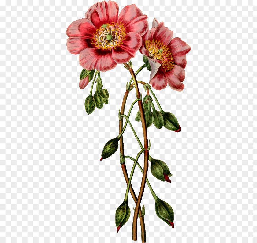 Vintage Flower Petal Paper Floral Design Clip Art Stock.xchng PNG