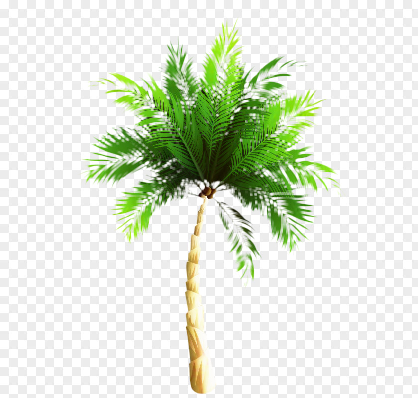 Asian Palmyra Palm Babassu Trees Oil Palms Coconut PNG
