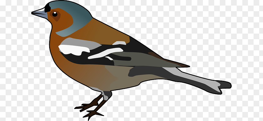 Common Chaffinch Clip Art PNG