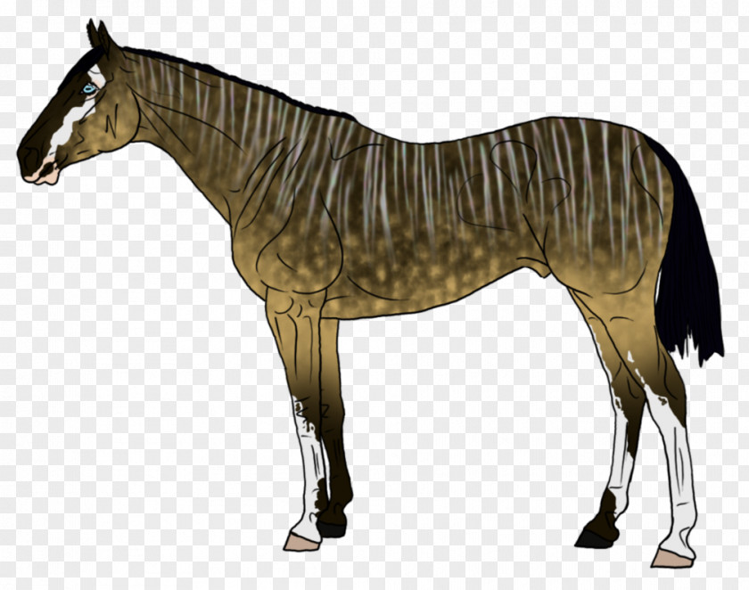 Mustang Mane Stallion Foal Mare PNG