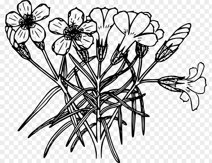 Plant Drawing Line Art Coloring Book PNG