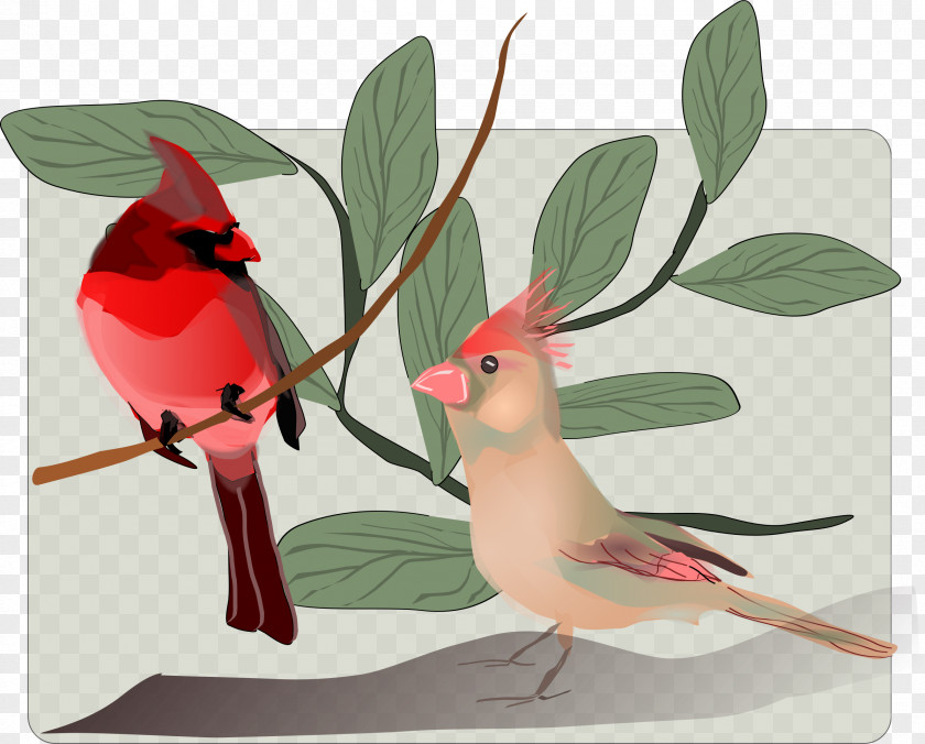 Birds Songbird Clip Art PNG