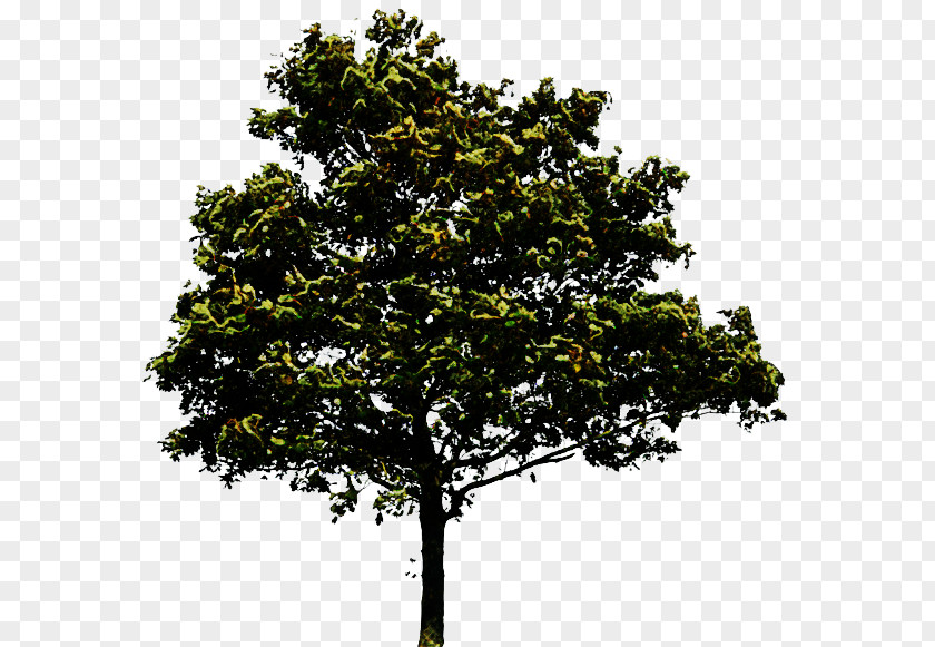 Californian White Oak Magnolia Tree Silhouette PNG