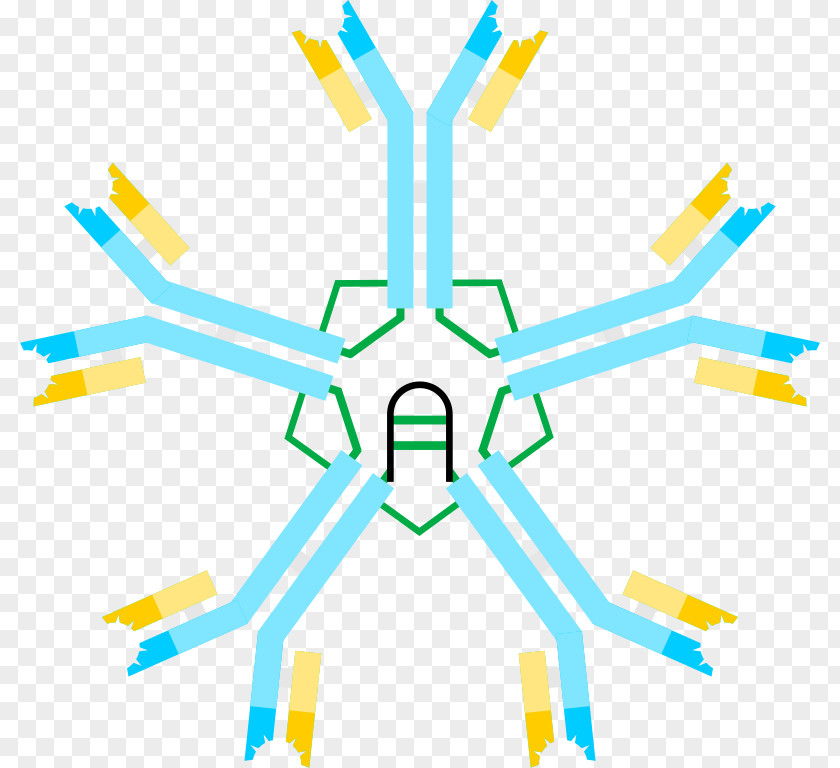 Creative Green Immunoglobulin M Antibody Immunodeficiency G Hyper IgM Syndrome PNG