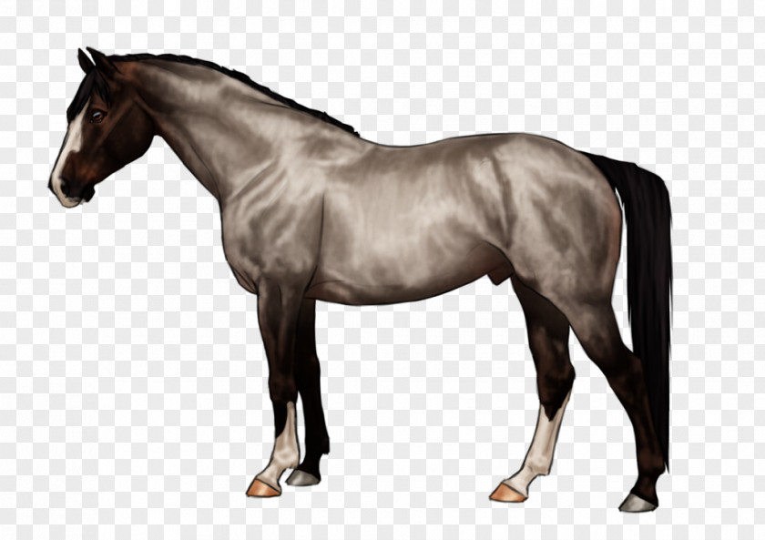 Mustang Mane Stallion Mare Pony PNG