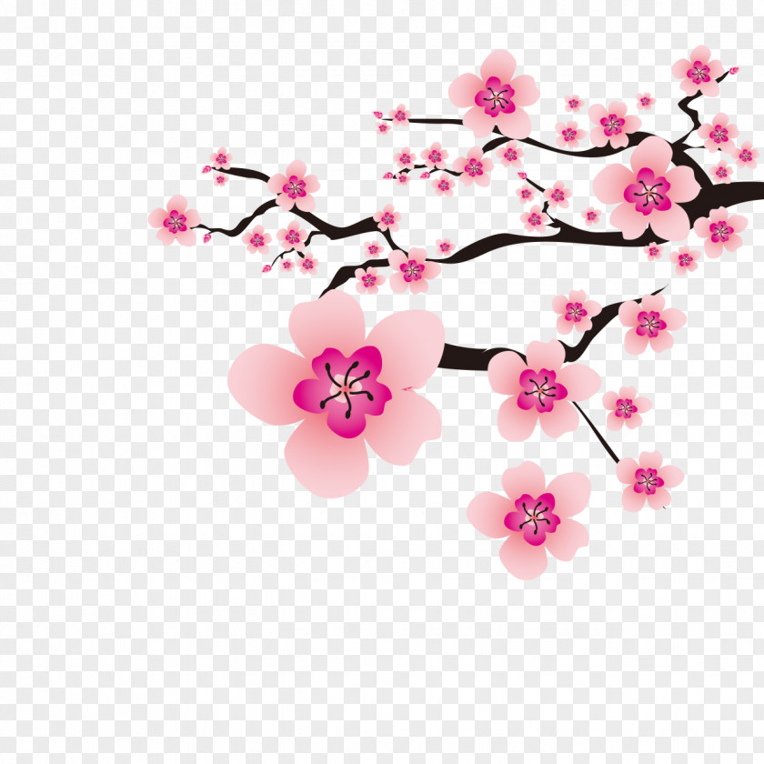 Plum Flower Cherry Blossom PNG