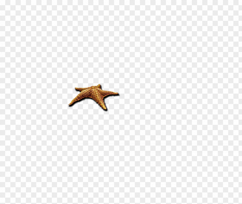 Starfish Beak Computer Pattern PNG