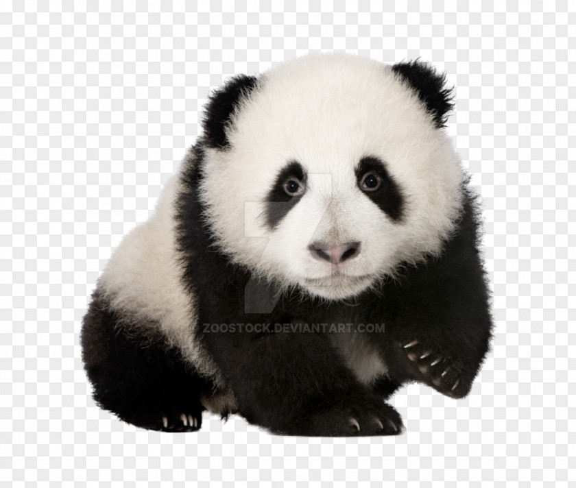 Baby Panda Sichuan Giant Sanctuaries Book Image Skin Doctors PH Balancing Cleanser 100ml PNG