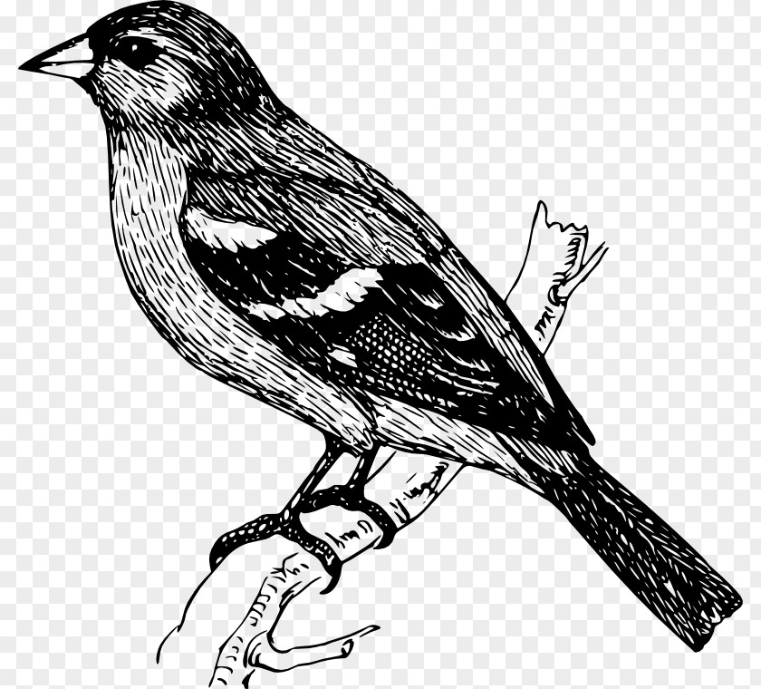 Bird Finches Drawing Clip Art PNG
