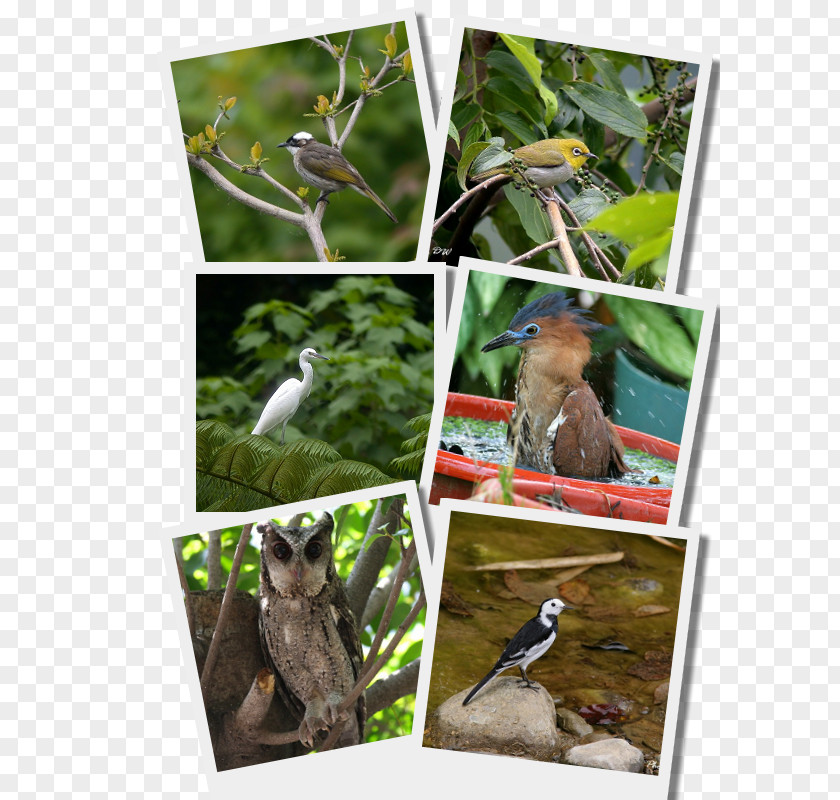 Diamond Pictures Bird Fauna Ecosystem Wildlife Organism PNG