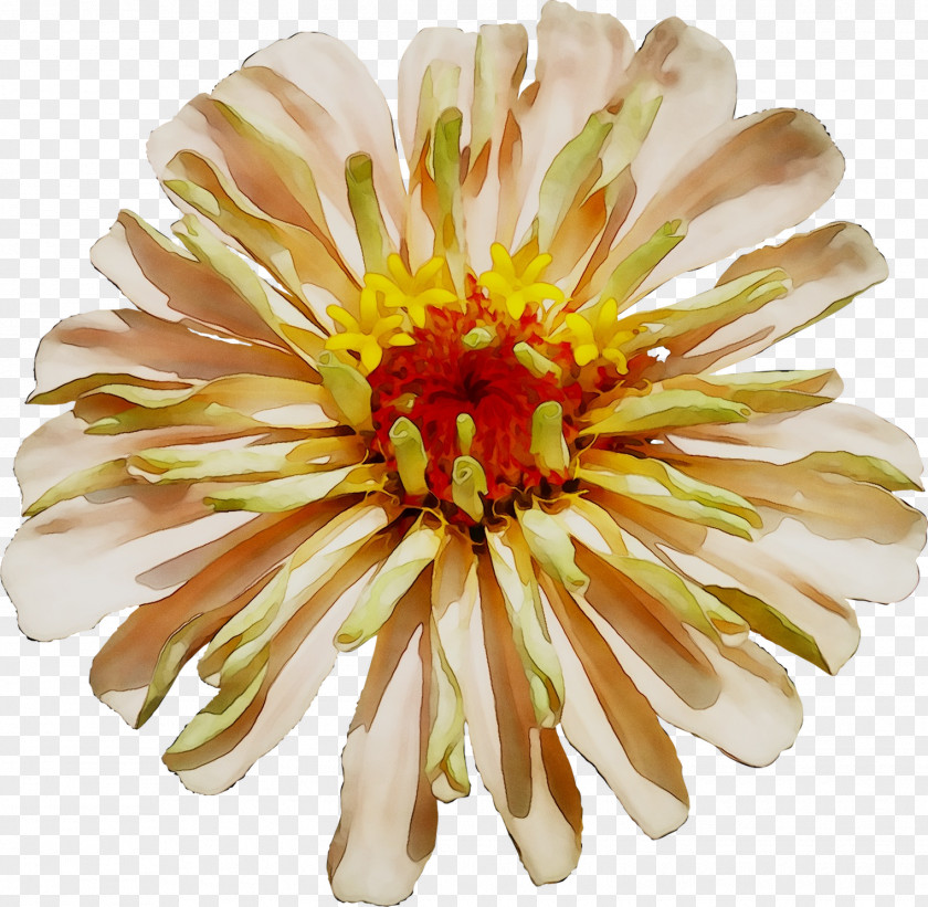 Floristry Chrysanthemum Cut Flowers Transvaal Daisy Petal PNG