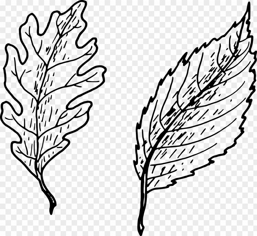 Oak Drawing Leaf Clip Art PNG