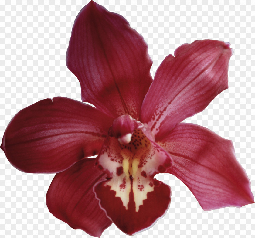 Orchid Orchids Flower PNG