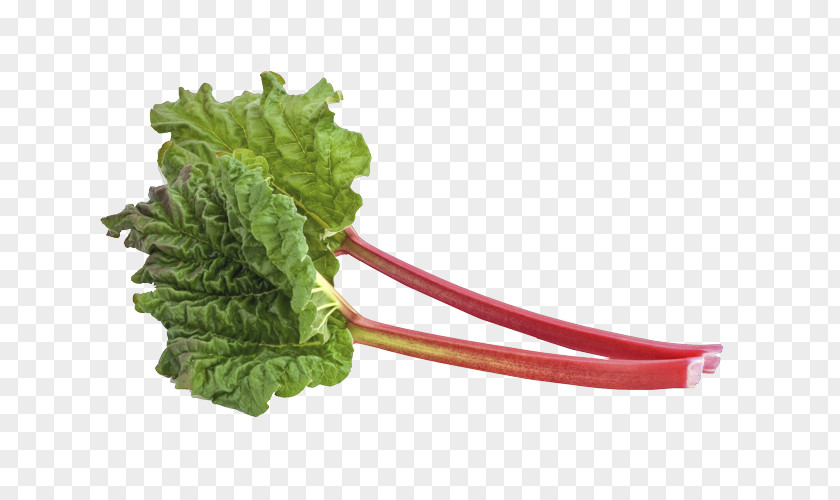 Rhubarb Auerpak Buhar Odası Chard Hot Tub Garden PNG