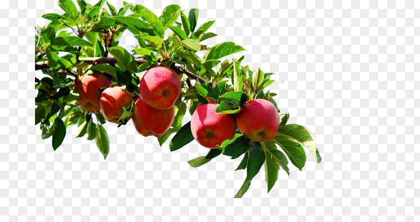 Apple Tree Software Download PNG