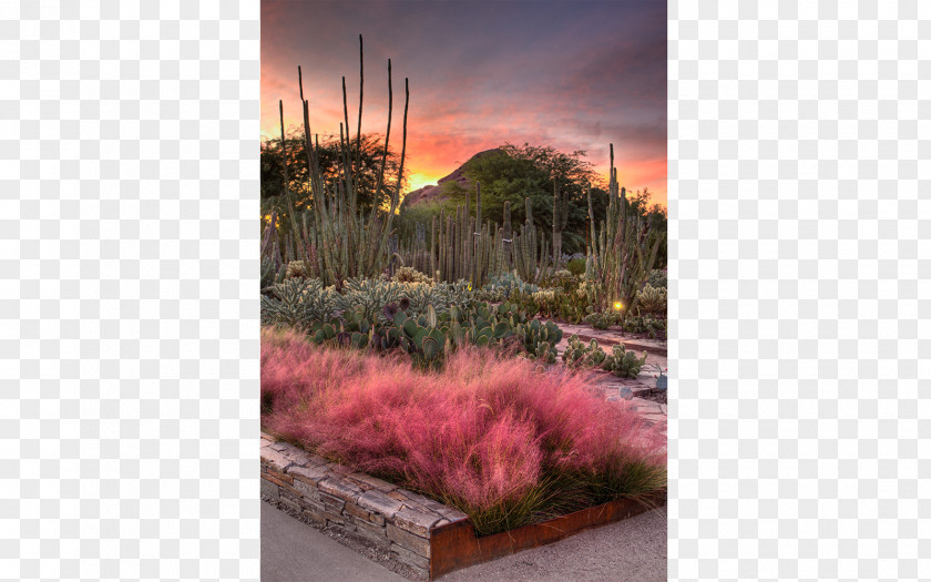 Flower Festival Desert Botanical Garden Scottsdale Tempe Sedona Grand Falls, Arizona PNG