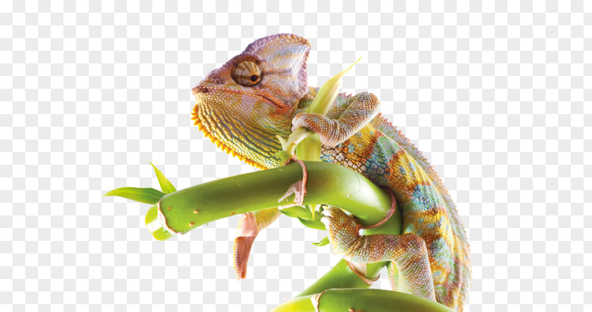 Internet Concept Chameleons Iguanas PNG