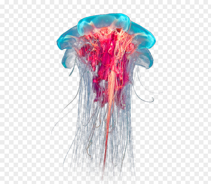 Jellyfish Lion's Mane Ocean Box PNG