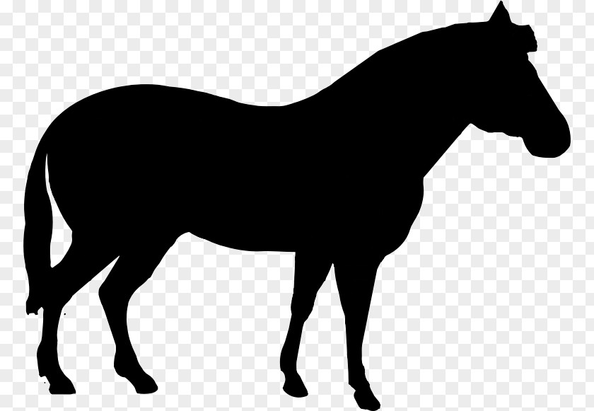 American Quarter Horse Animal Silhouettes Foal Stallion Clip Art PNG