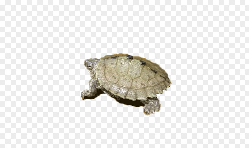 An Amphibian Turtle Tortoise PNG