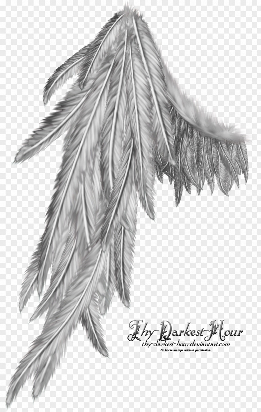 Angel Wings Computer Software Photography PNG