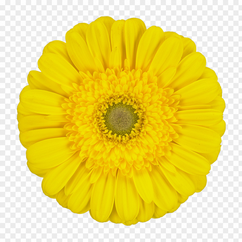 Chrysanthemum Transvaal Daisy Common Sunflower Cut Flowers Marigolds PNG