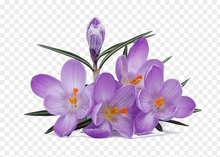Crocus Saffron Лунінецкія навіны Flower PNG